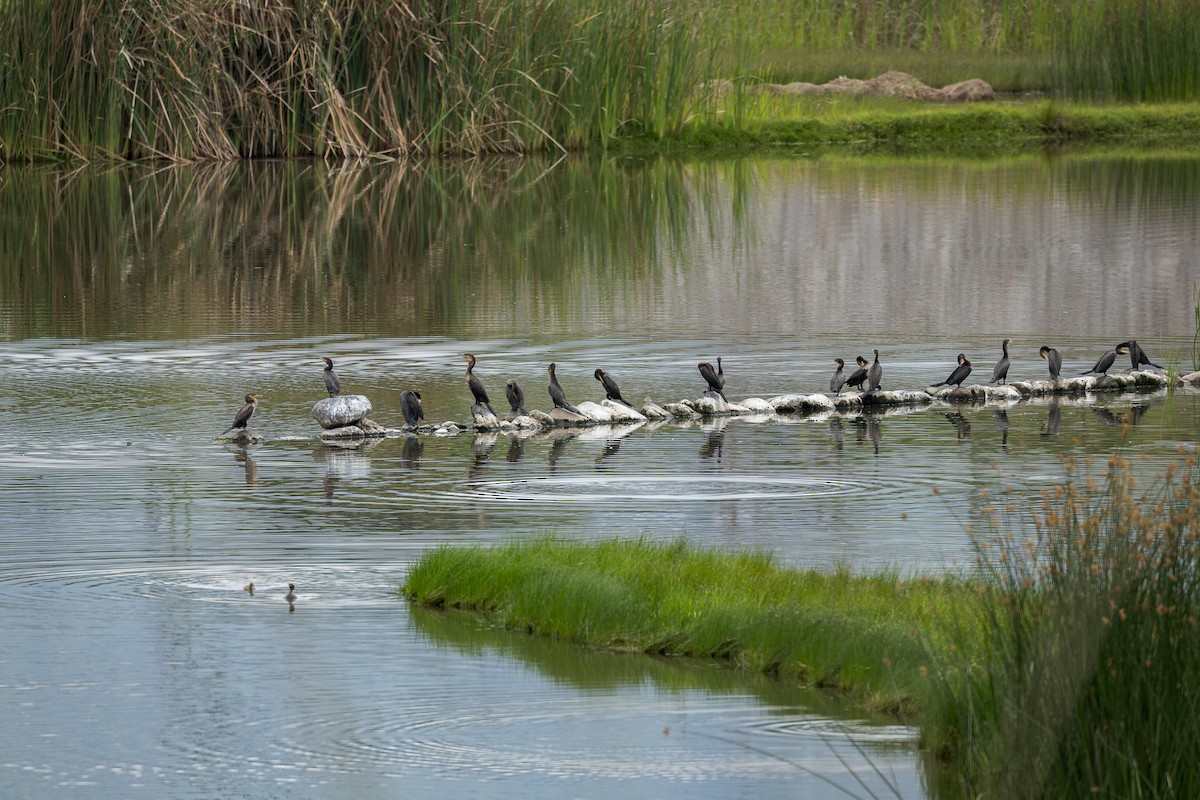 Neotropic Cormorant - Dianne Kovach