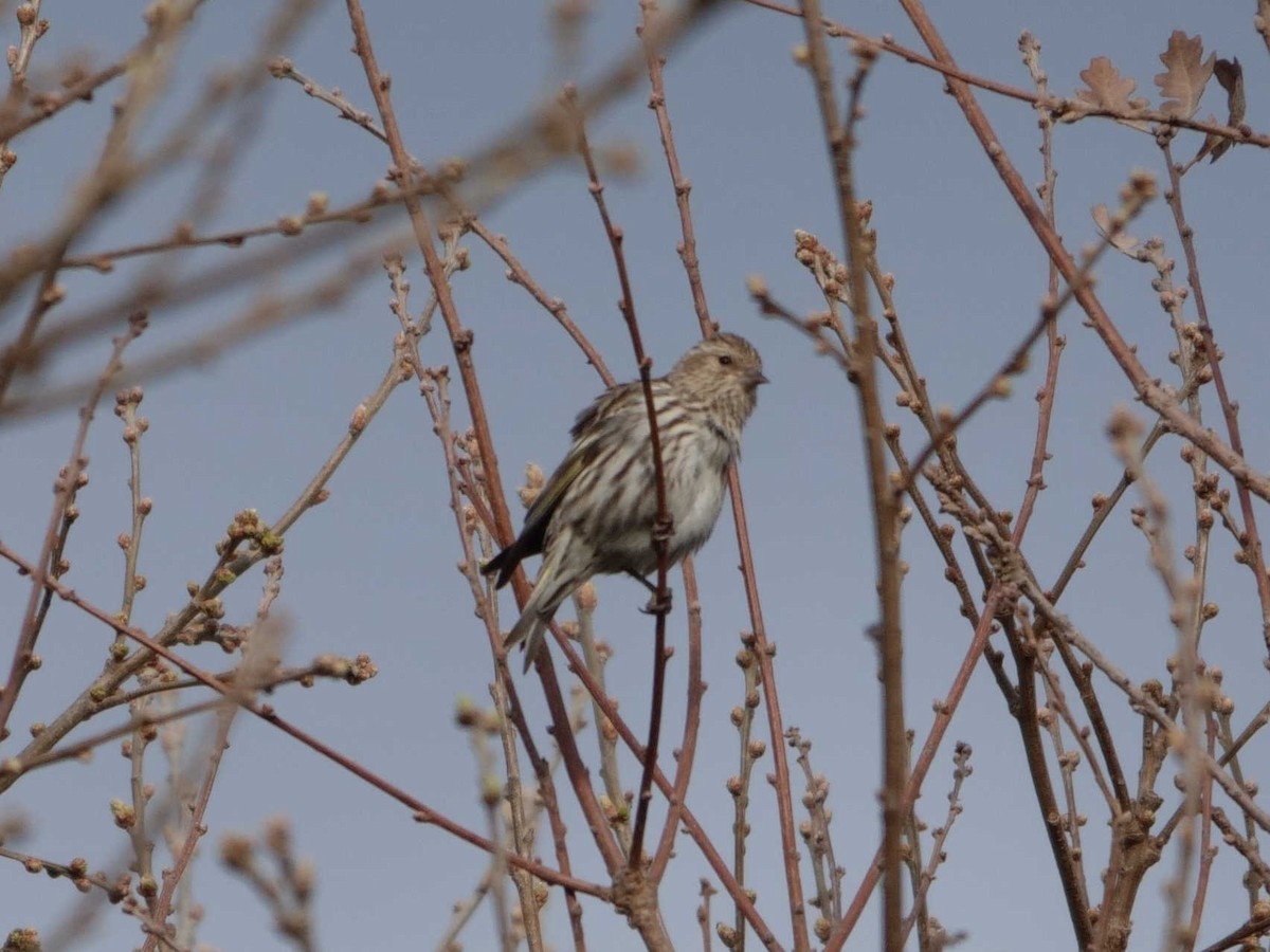 Pine Siskin - ML615723364