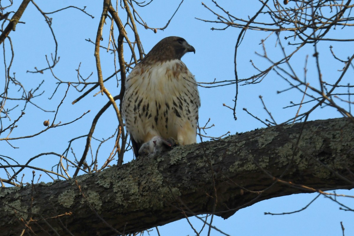 Red-tailed Hawk - ML615723429