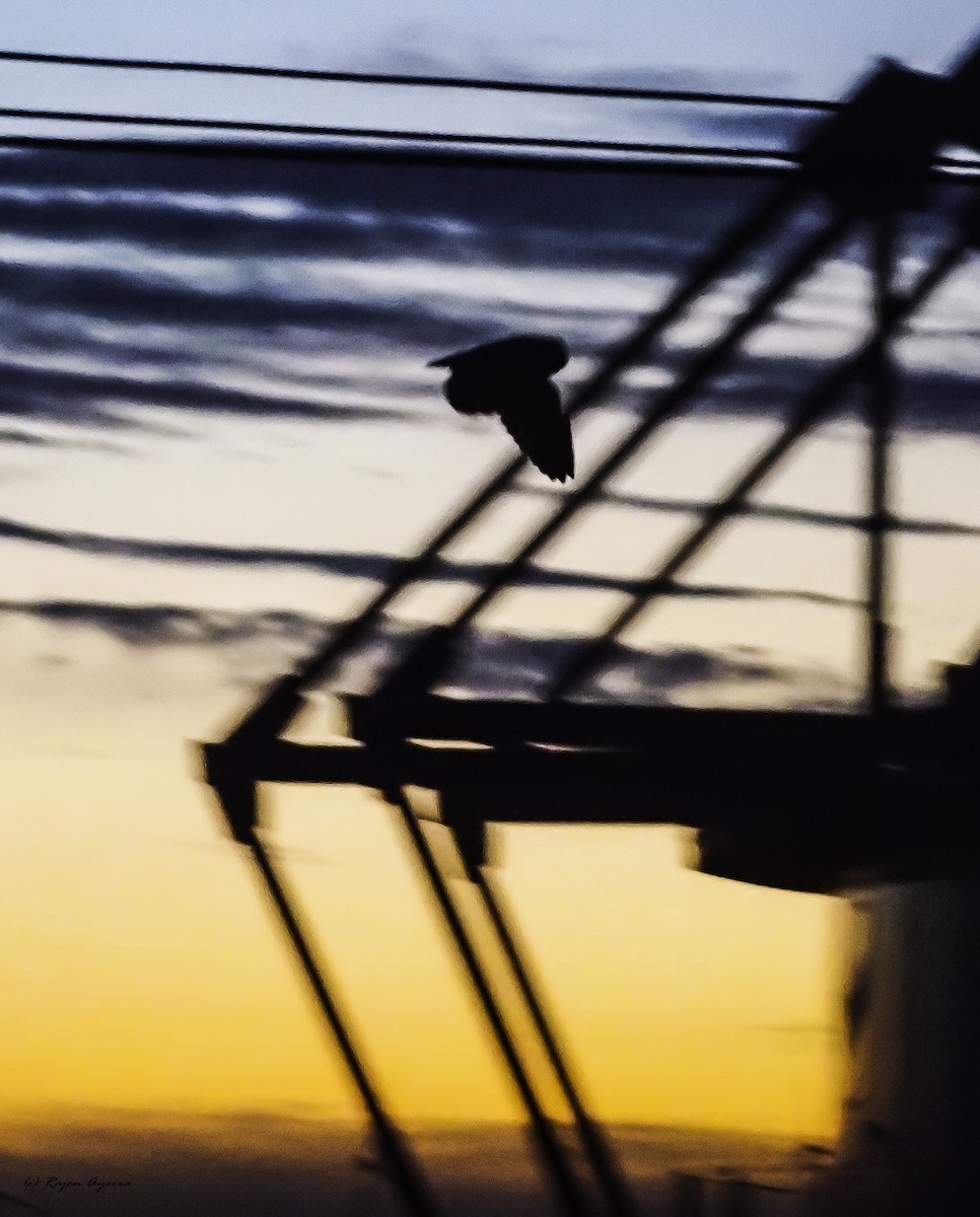 トラフズク - ML615723436