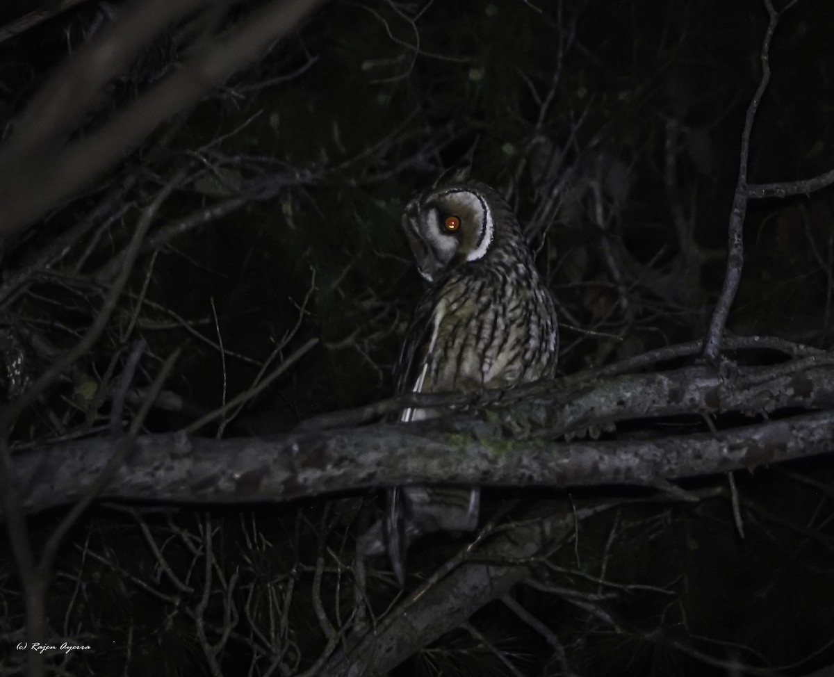 Hontz ertaina - ML615723467