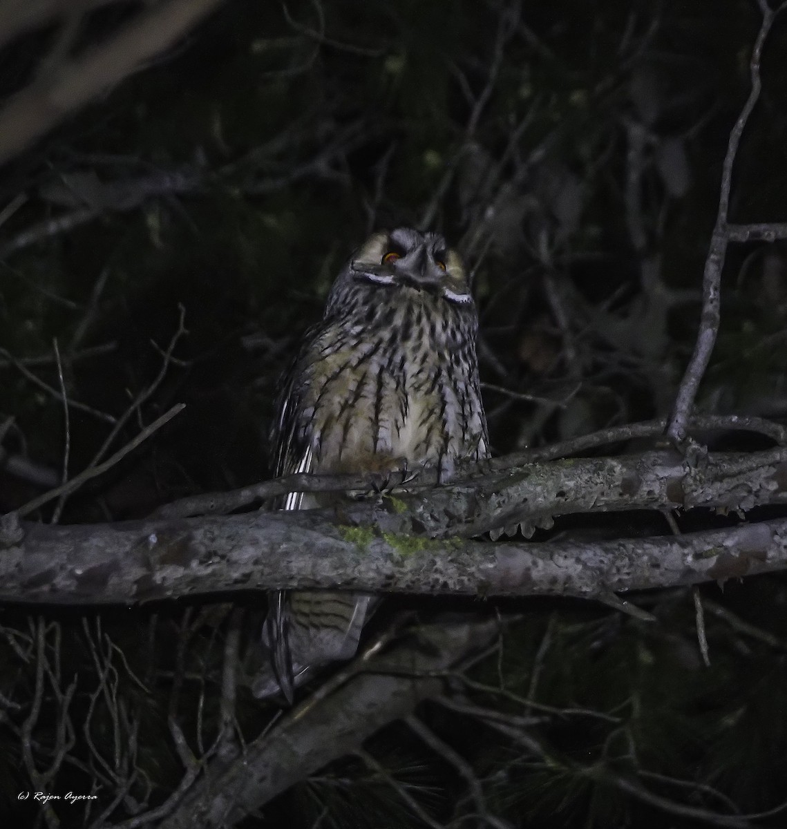 Hontz ertaina - ML615723469