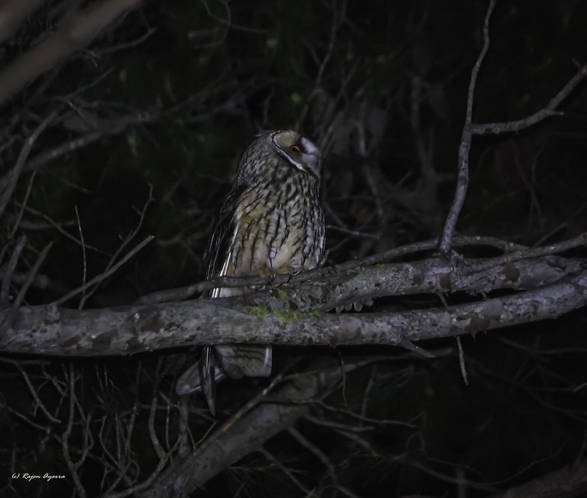 Hontz ertaina - ML615723476