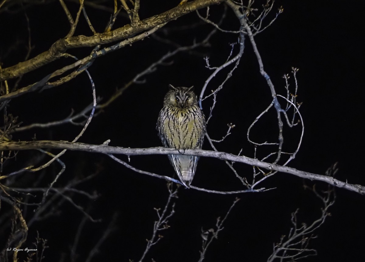 Hontz ertaina - ML615723485