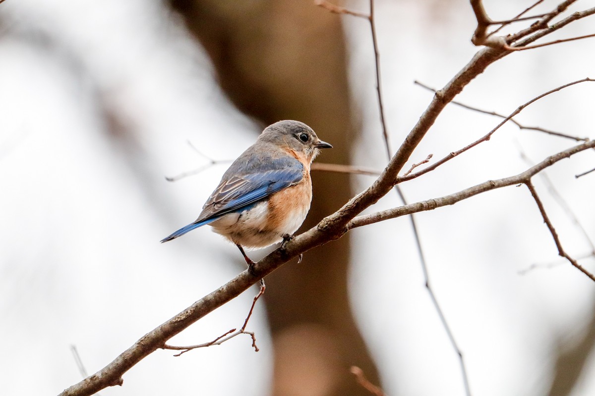 Eastern Bluebird - Jill Bell