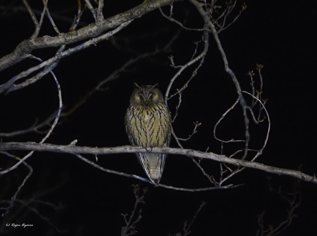 Hontz ertaina - ML615723506