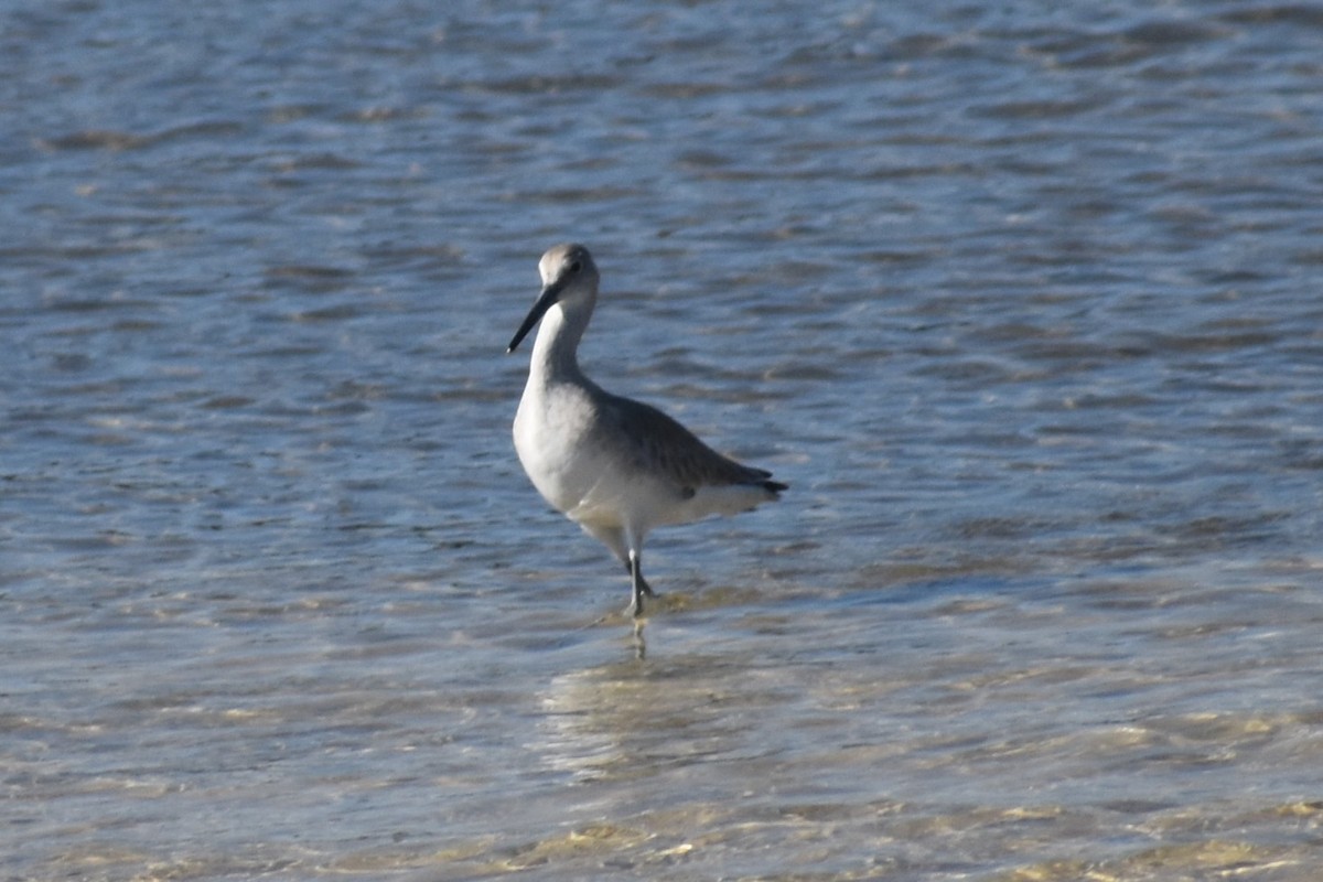 Short-billed Dowitcher - ML615723516