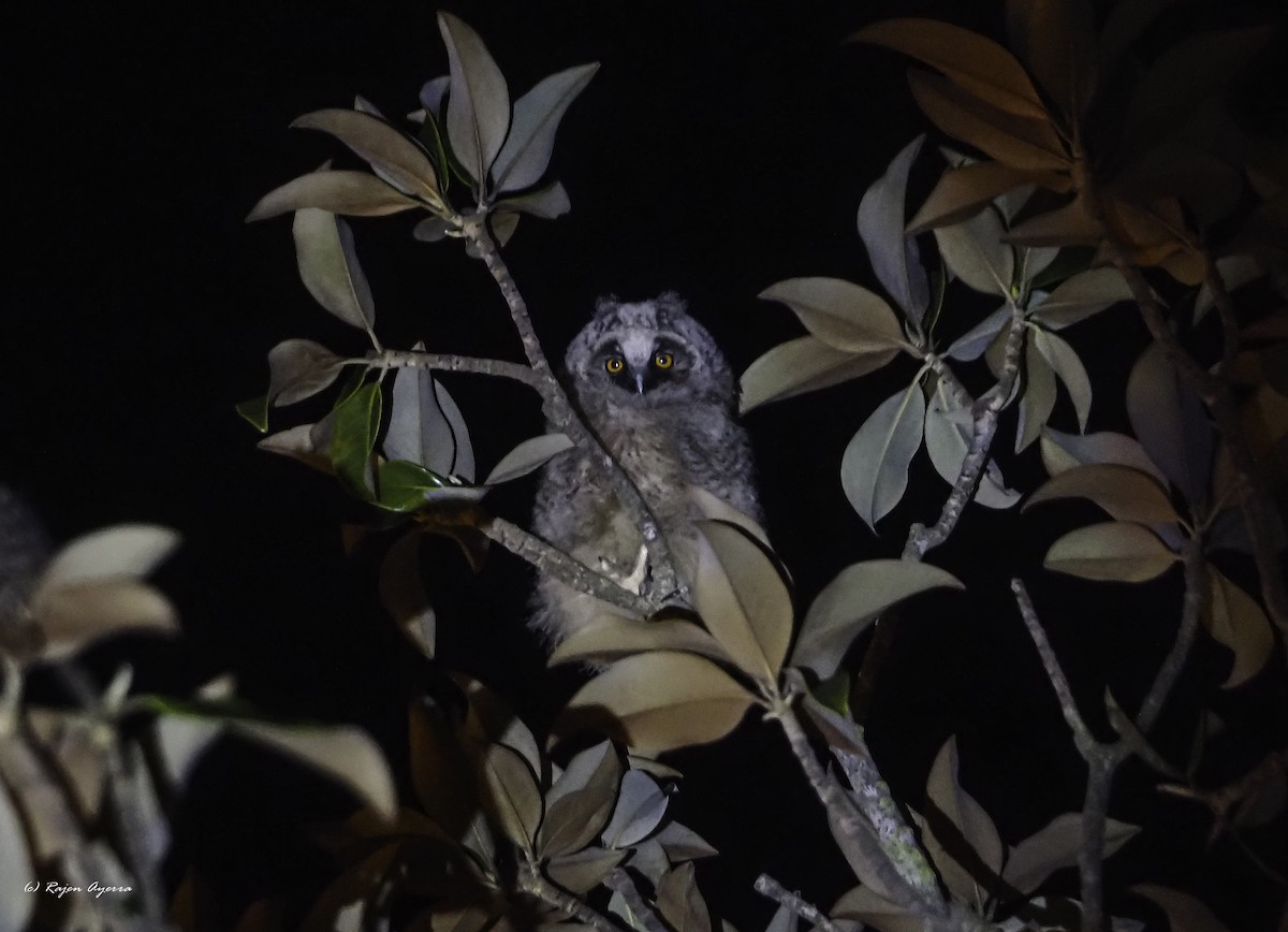 Hontz ertaina - ML615723522