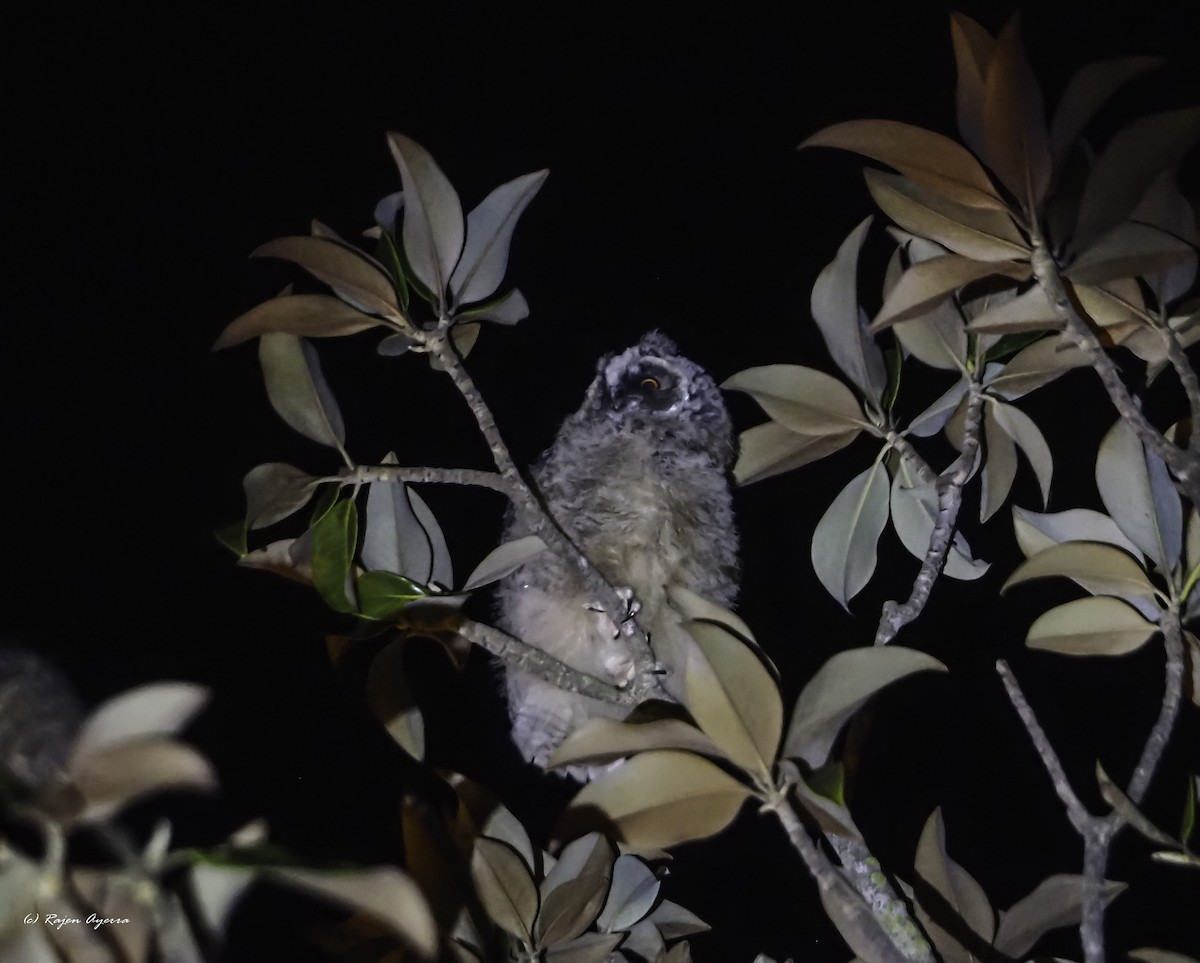 Hontz ertaina - ML615723525