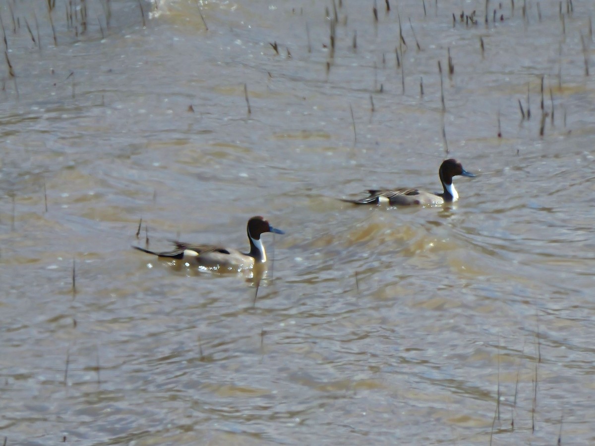 Northern Pintail - ML615723530