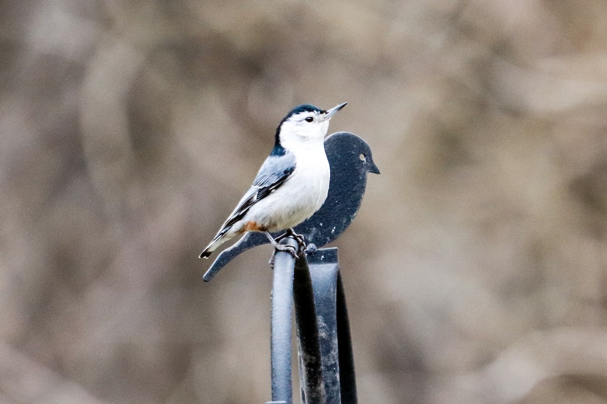 White-breasted Nuthatch - Jill Bell