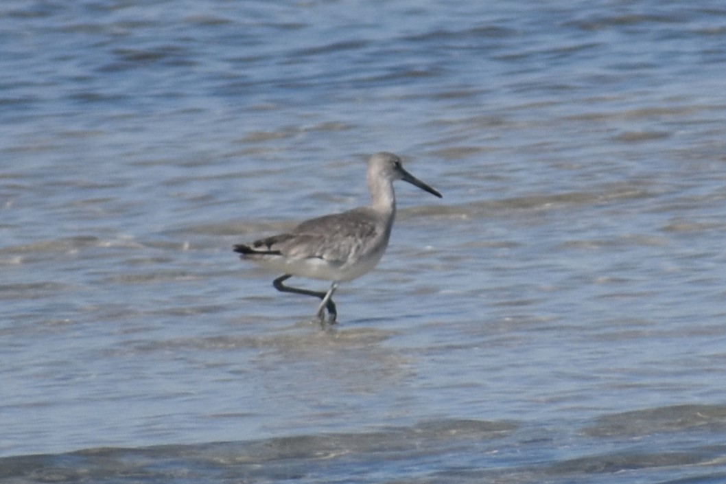 Short-billed Dowitcher - ML615723545