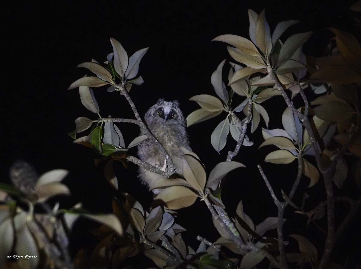 Hontz ertaina - ML615723546