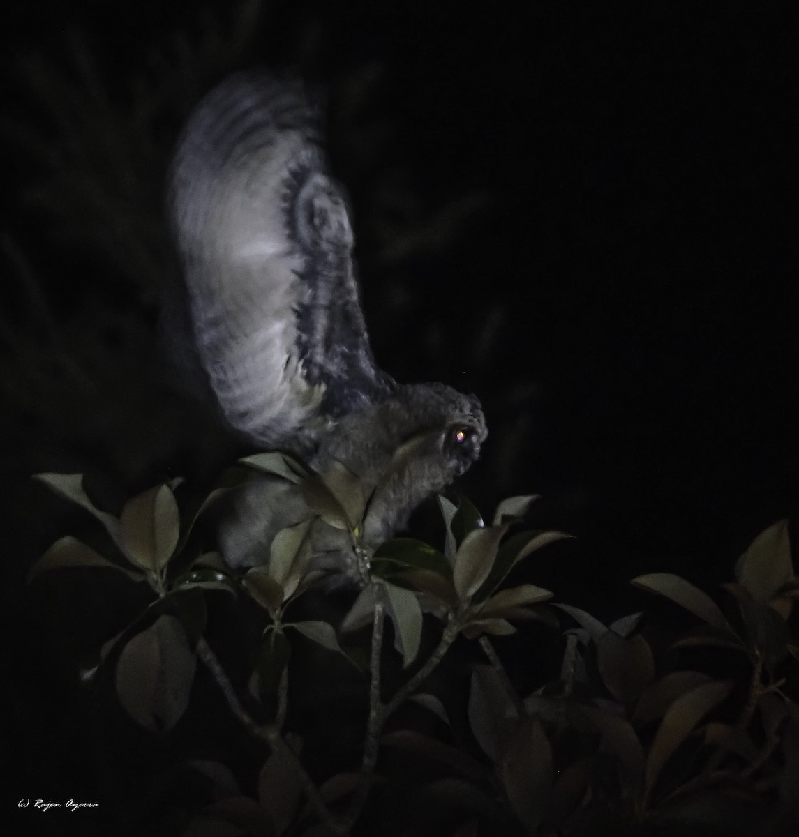 Hontz ertaina - ML615723556