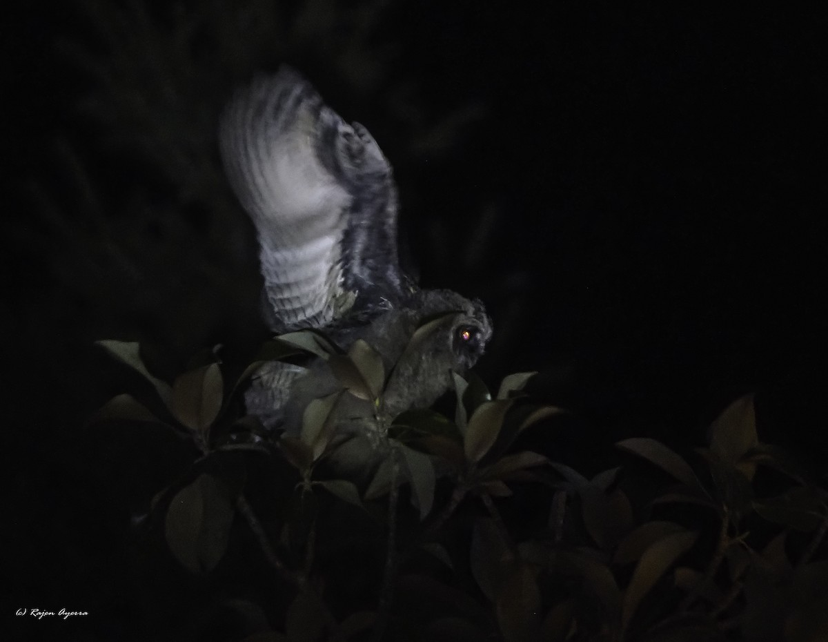 Hontz ertaina - ML615723557