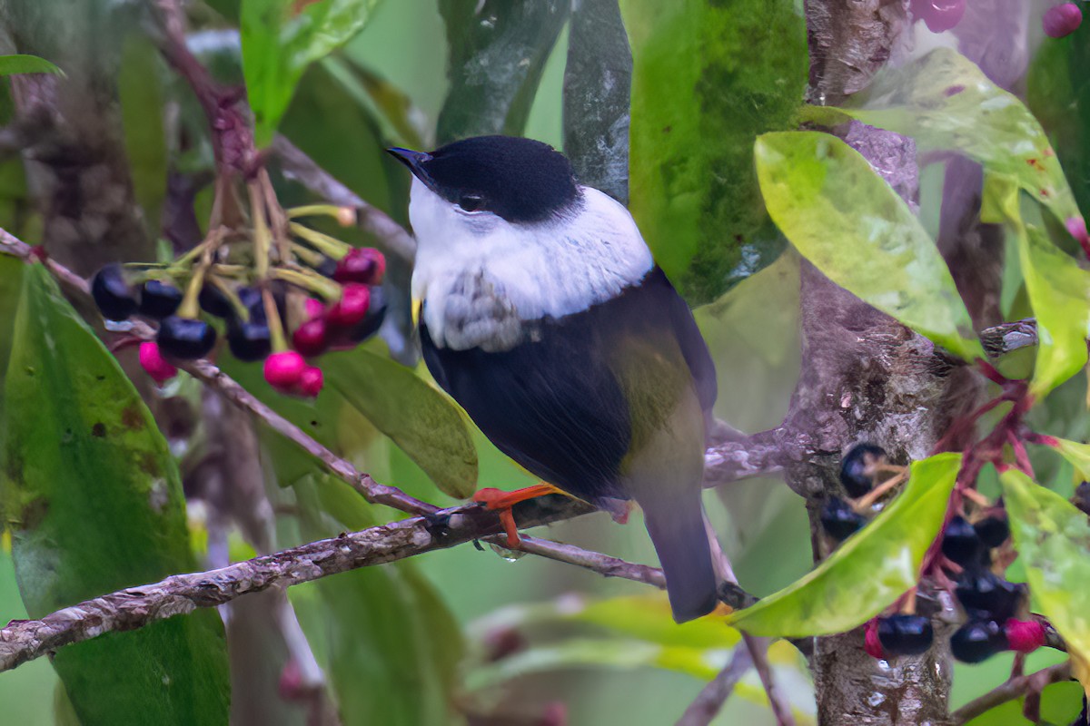 White-ruffed Manakin - ML615723563