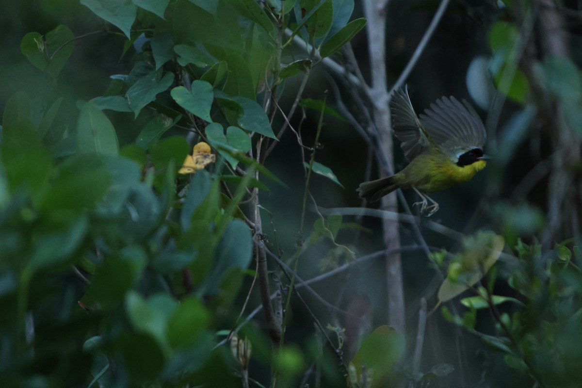 Bahama Yellowthroat - ML615723610