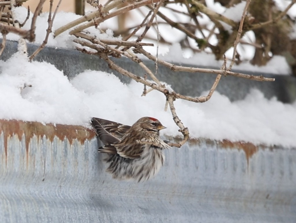 Common Redpoll - ML615723620