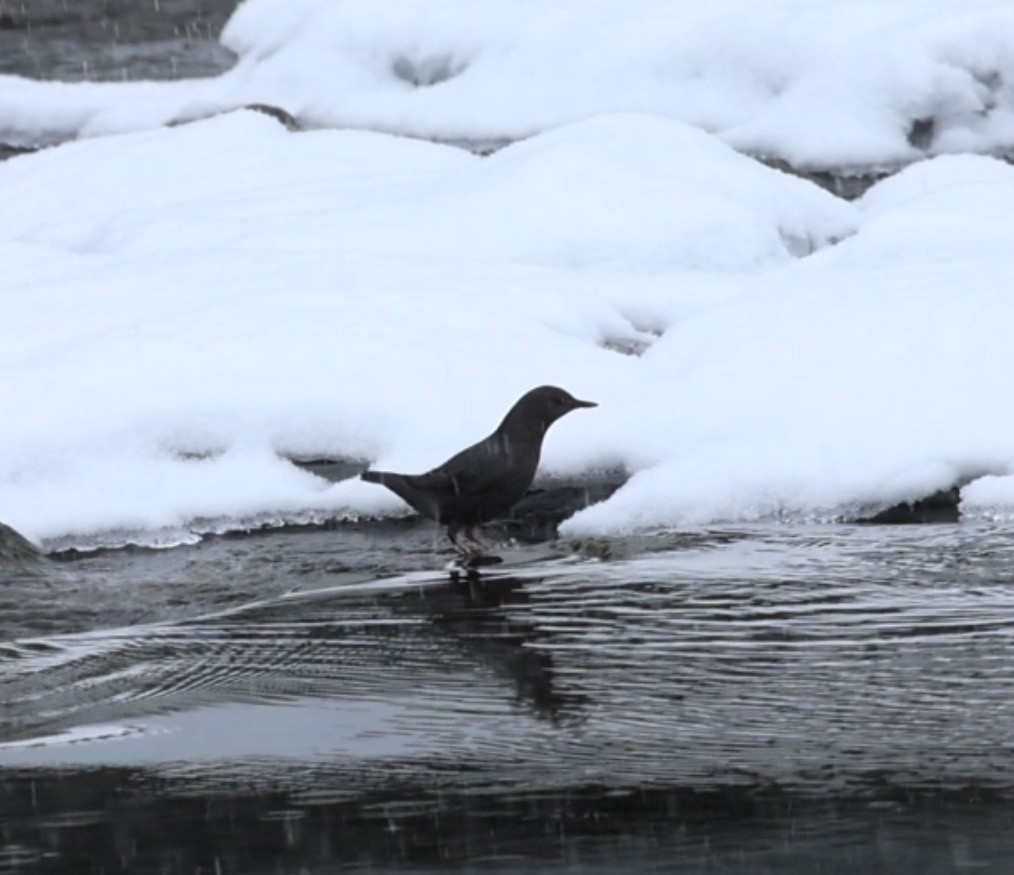 American Dipper - ML615723637