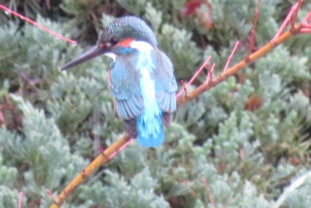 Martin-pêcheur d'Europe - ML615723643