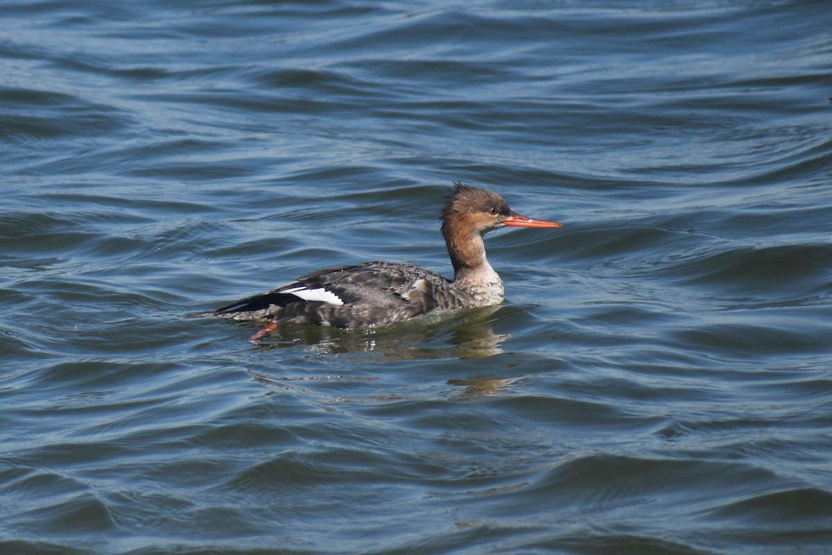 Red-breasted Merganser - ML615723689