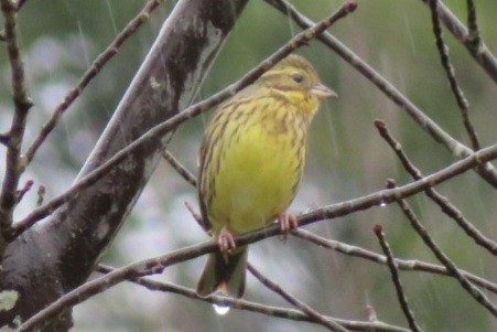 Masked Bunting - ML615723696