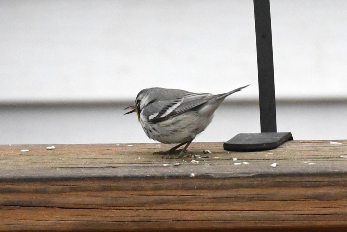 Yellow-throated Warbler - Maha Katnani