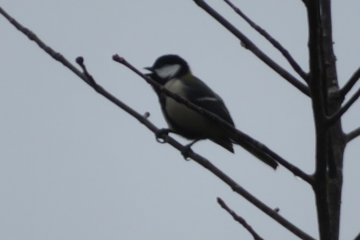 Japanese Tit - ML615723714