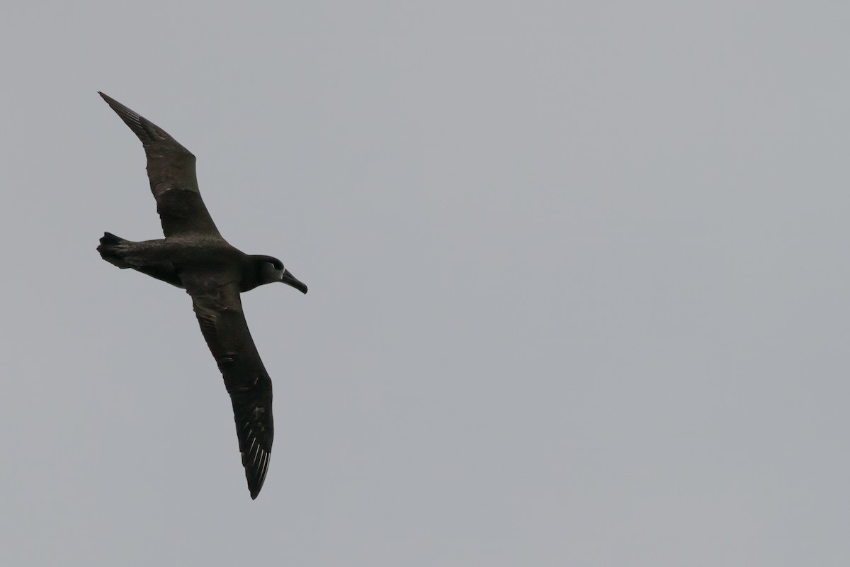 Black-footed Albatross - ML615723744