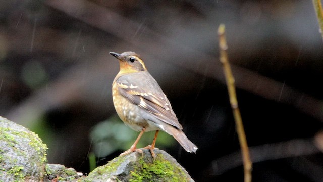 Varied Thrush - ML615723757