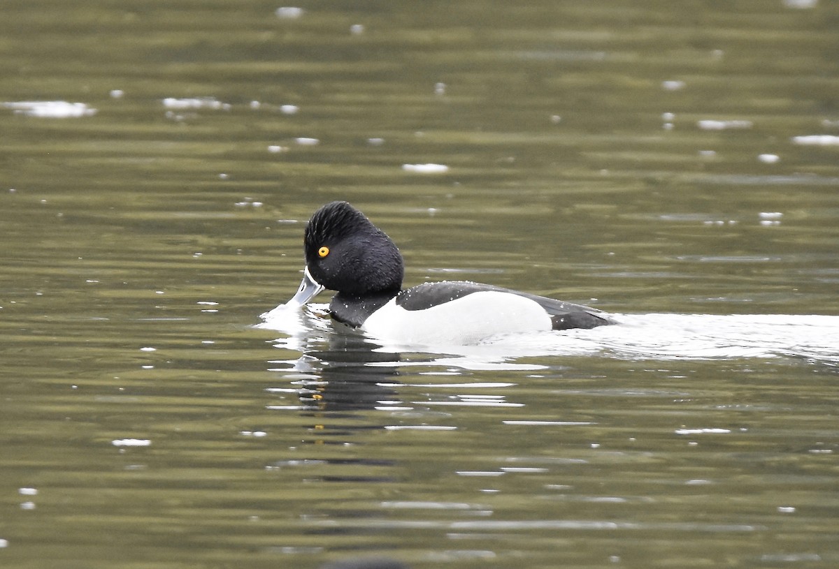 Ring-necked Duck - Patricia Zucco