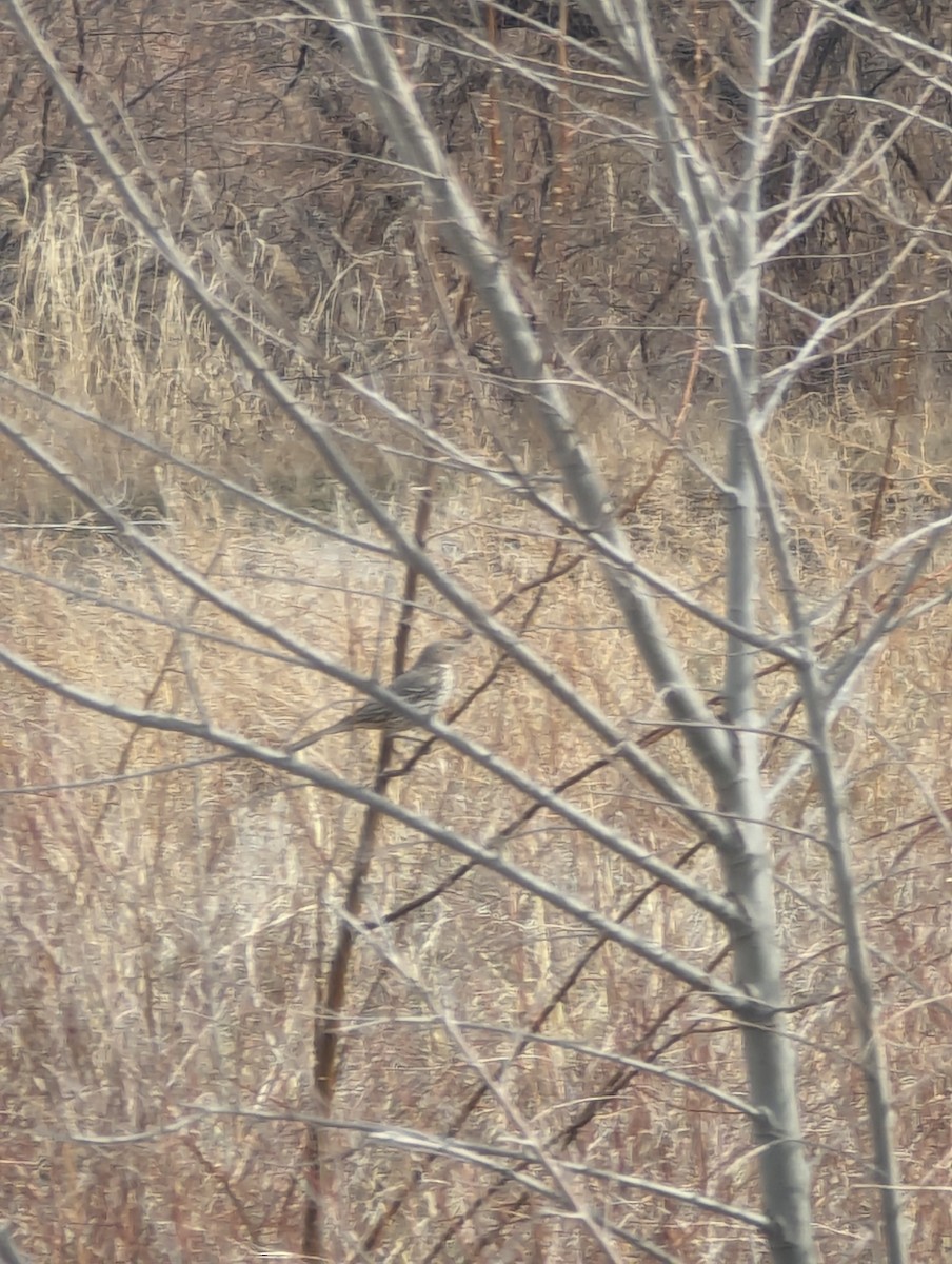 Sage Thrasher - ML615723822