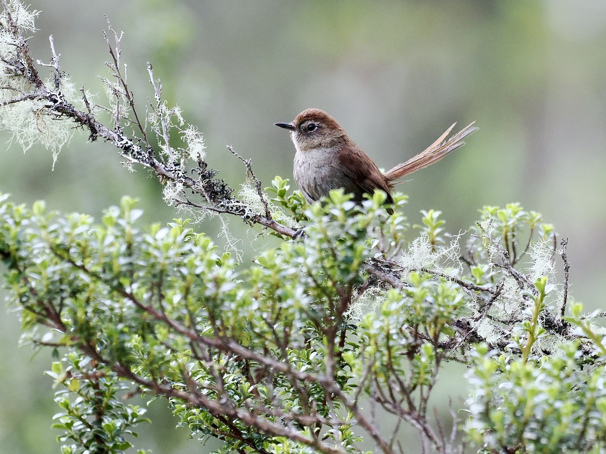 White-chinned Thistletail - ML615723862