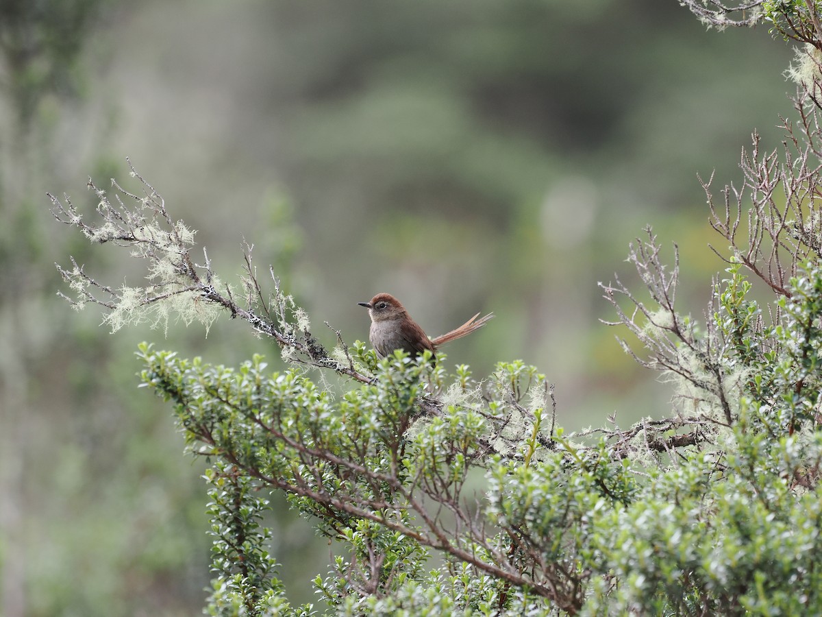 White-chinned Thistletail - ML615723865