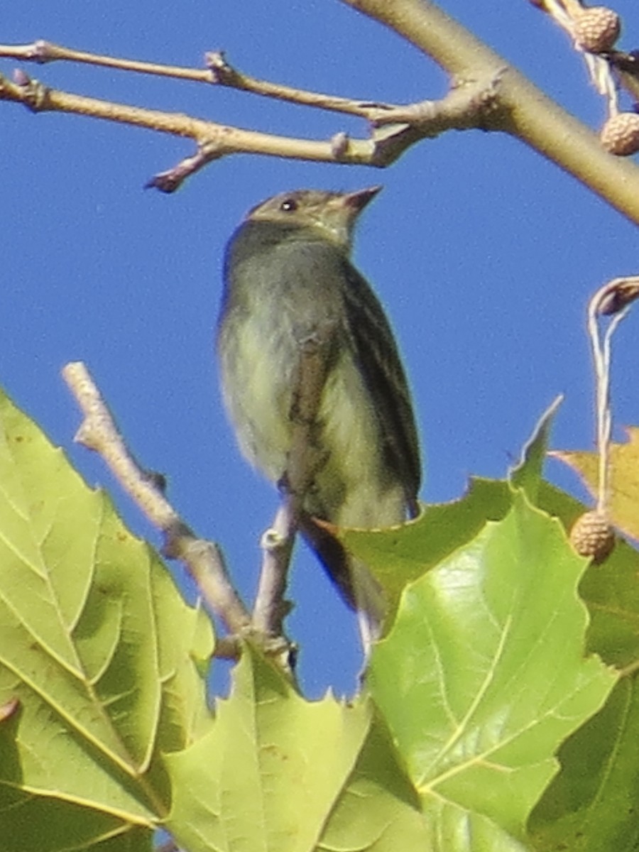 Eastern Wood-Pewee - Tim Carney