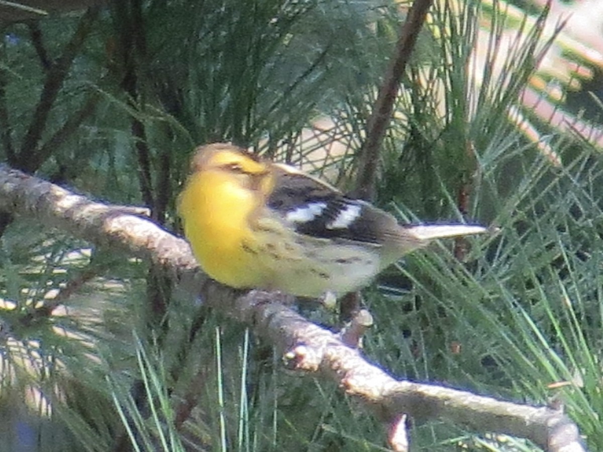 Blackburnian Warbler - ML615723905