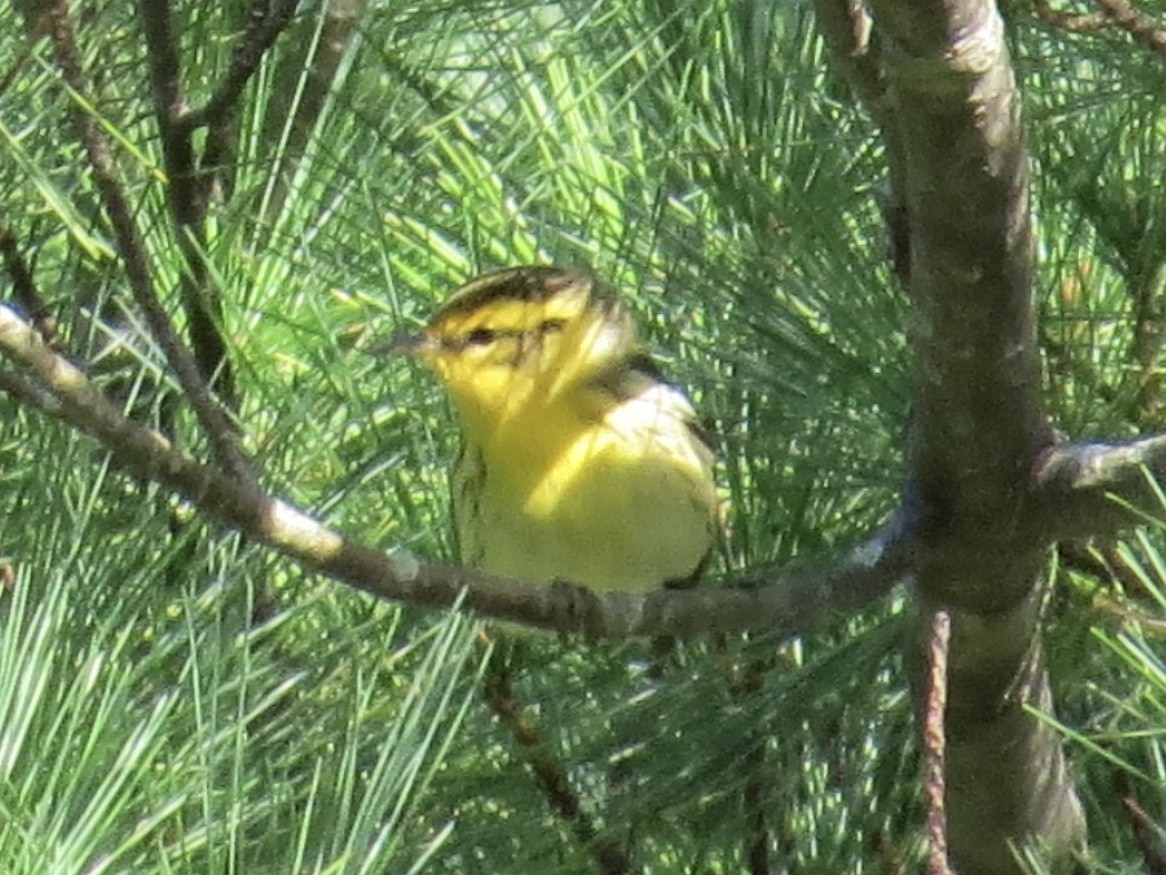 Blackburnian Warbler - ML615723907