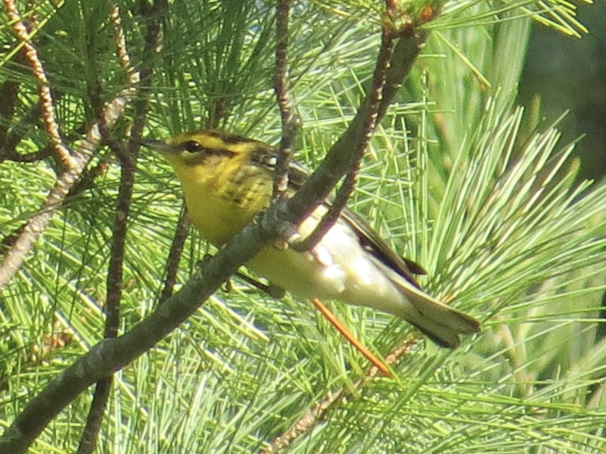 Blackburnian Warbler - ML615723908