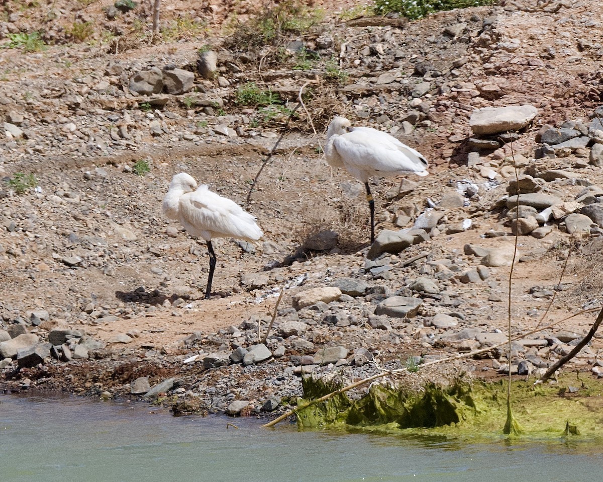 Eurasian Spoonbill - ML615723910