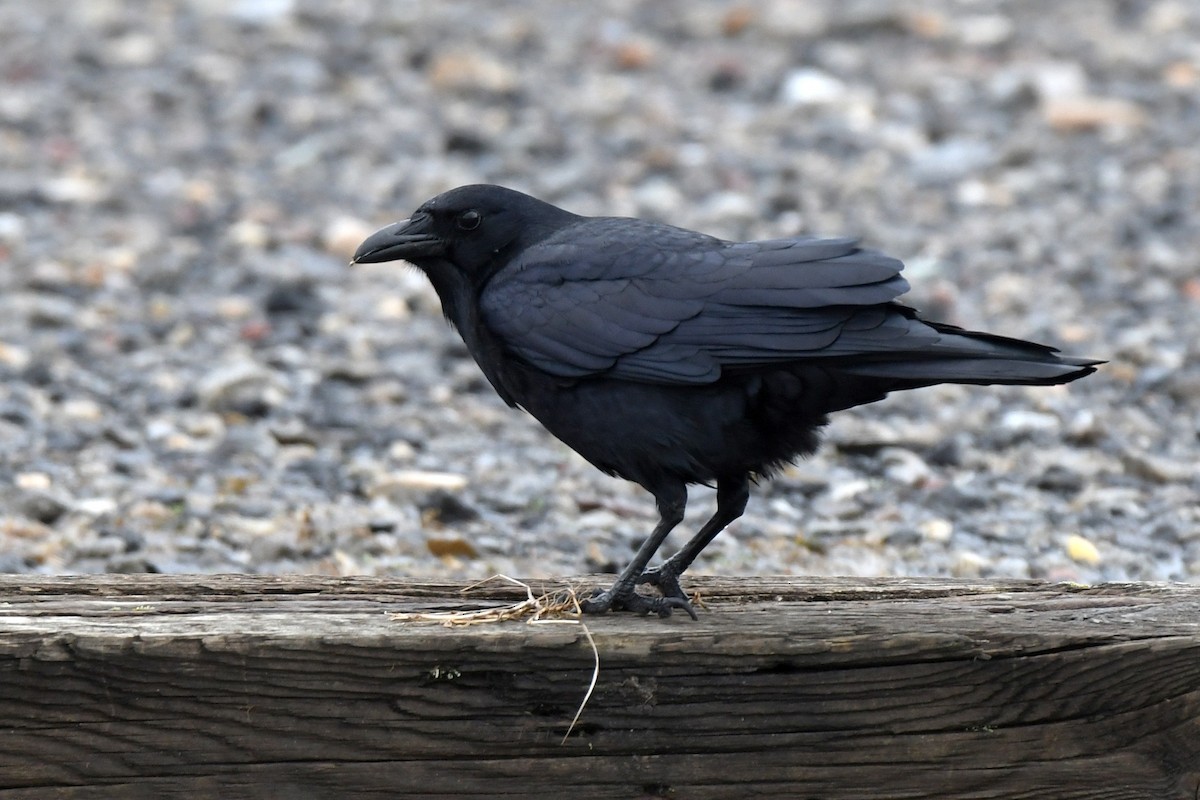 Fish Crow - ML615723911