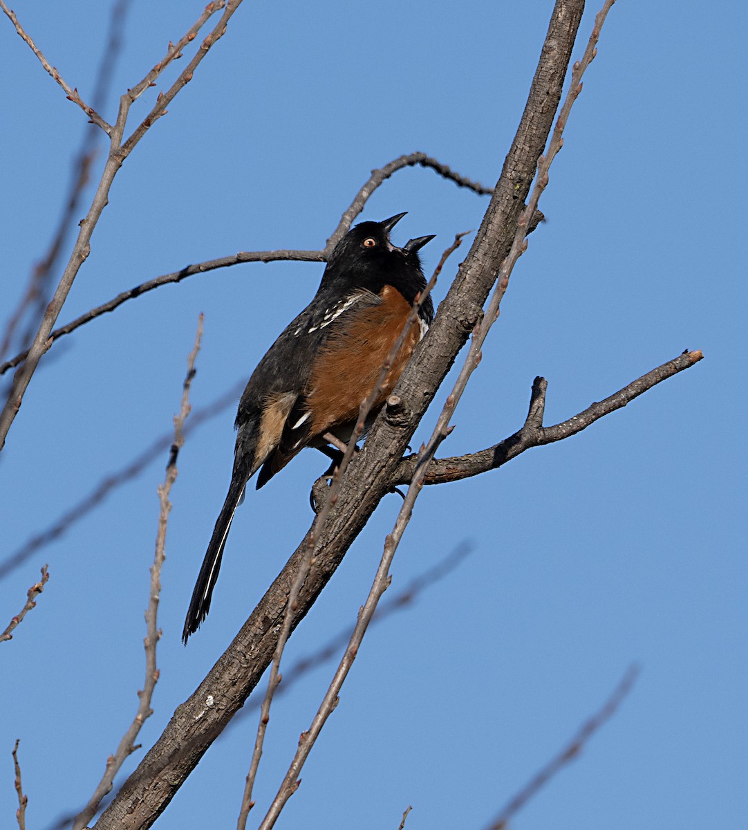 Spotted Towhee - ML615723922
