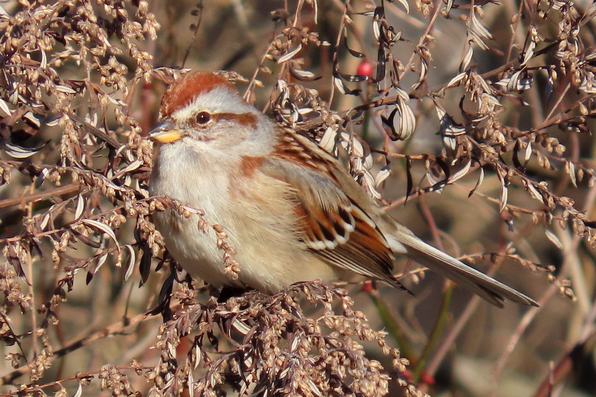 American Tree Sparrow - ML615723951