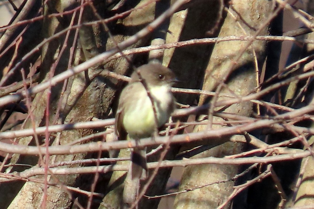 Eastern Phoebe - ML615723962