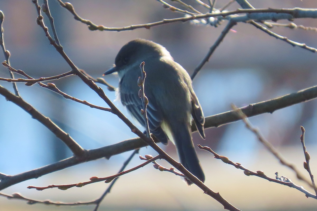 Eastern Phoebe - ML615723963