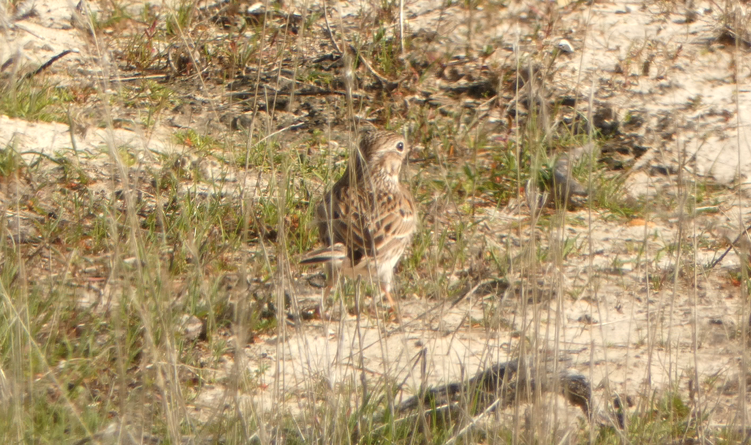 Vesper Sparrow - Kevin Hayes