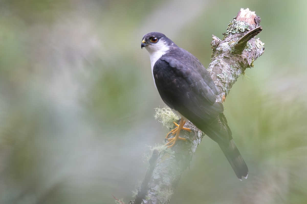 Sharp-shinned Hawk (White-breasted) - ML615723981