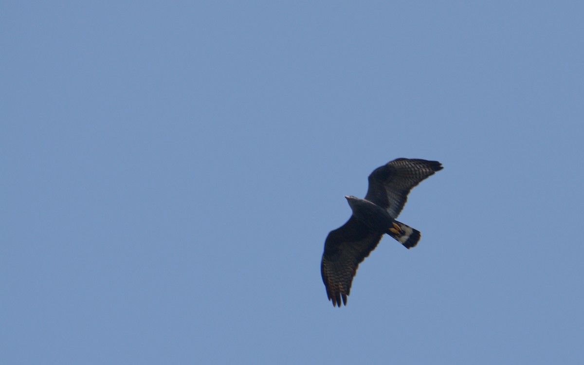 Zone-tailed Hawk - Luis Trinchan