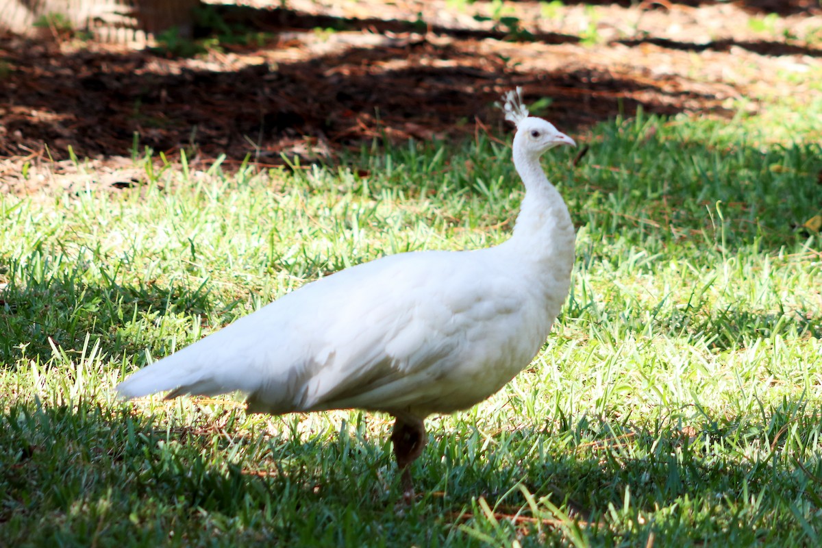 Indian Peafowl - ML615724083