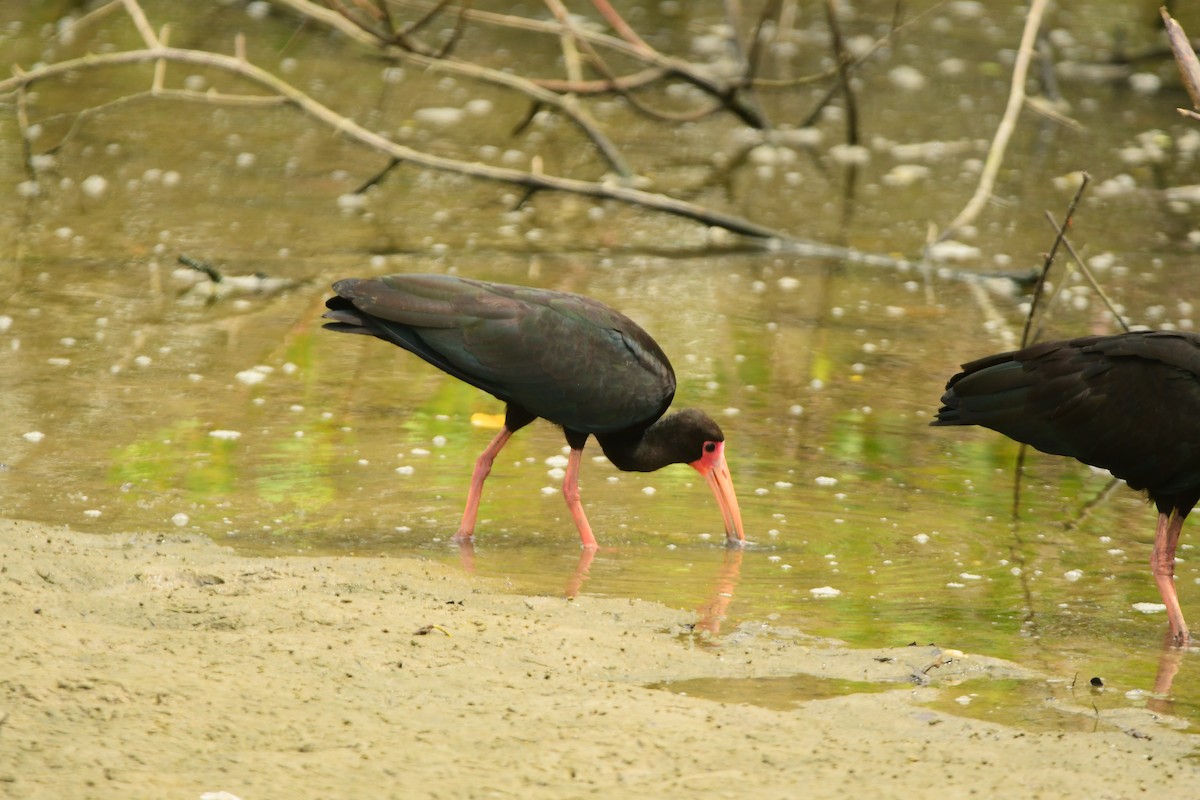 ibis tmavý - ML615724095