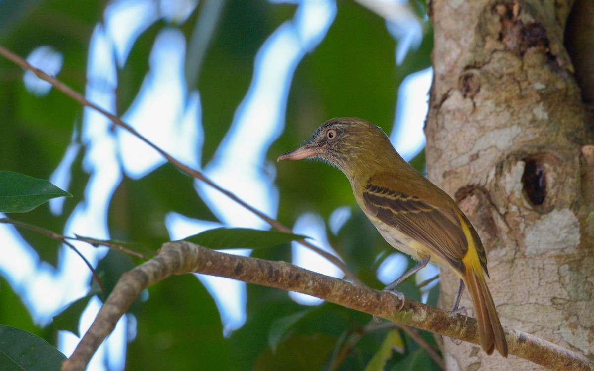 Bright-rumped Attila (Northern) - Luis Trinchan